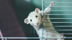 Кој полнење најдобро се користи за стаорец, како да се избере